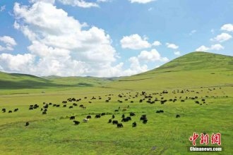 甘肅岷縣近百萬(wàn)畝濕地草原牛羊成群馬兒跑