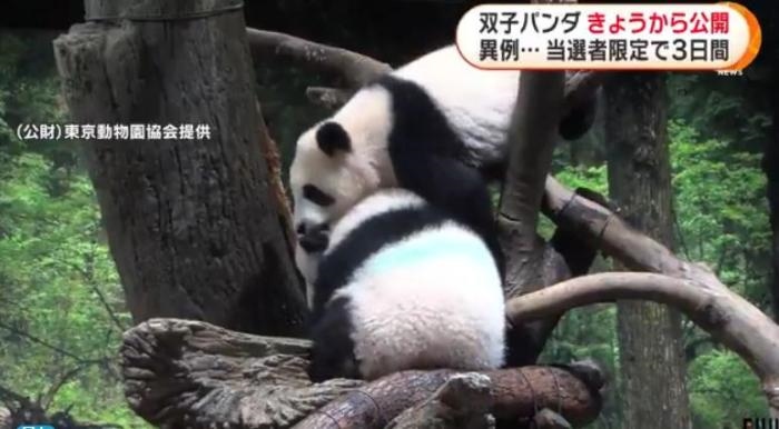 12日，日本東京上野動(dòng)物園的旅日雙胞胎熊貓開始同游客見面。(圖片來源：日本富士電視臺(tái)視頻截圖)