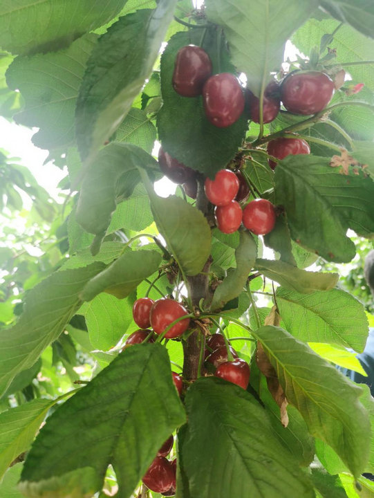 1751936753954401.jpg 經(jīng)濟(jì)2.jpg