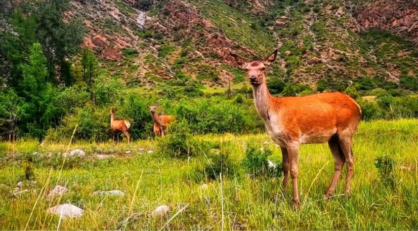 1753588128878278.png 阿拉善7.png