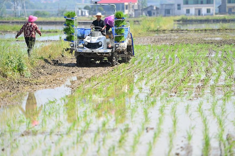 △2023年4月26日，湖南湘潭市雨湖區(qū)姜畬鎮(zhèn)易建河村的一處高標(biāo)準(zhǔn)農(nóng)田，農(nóng)民駕駛插秧機(jī)插秧。