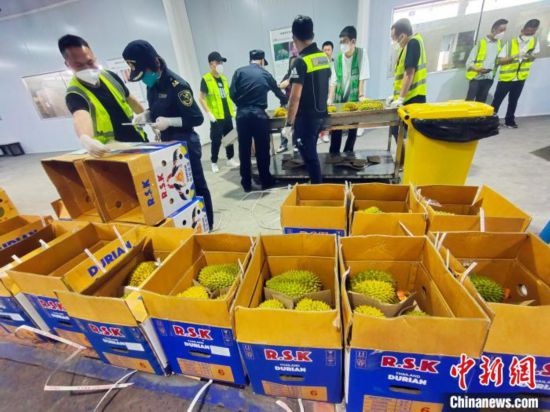 圖為海關關員對進口榴蓮進行查驗。黃艷梅 攝