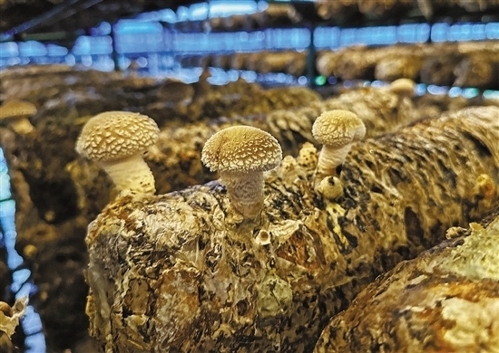 龍游數(shù)智大棚種植的花菇。 記者 祝梅 攝