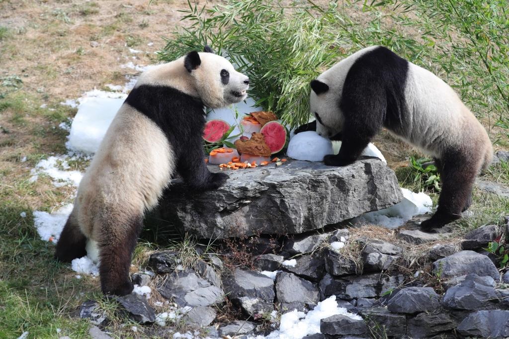 在比利時(shí)天堂動(dòng)物園，大熊貓“寶弟”（左）、“寶妹”享用“生日大餐”。