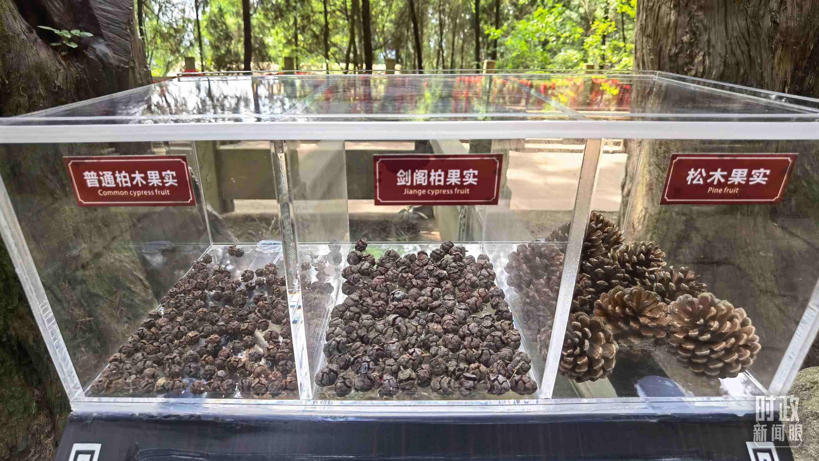 △翠云廊古蜀道，現(xiàn)場陳列的柏木和松木果實。（總臺央視記者石丞拍攝）