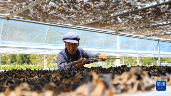 7月29日，在卓尼縣納浪鎮(zhèn)納浪村黑木耳種植基地，農(nóng)戶在翻曬黑木耳。