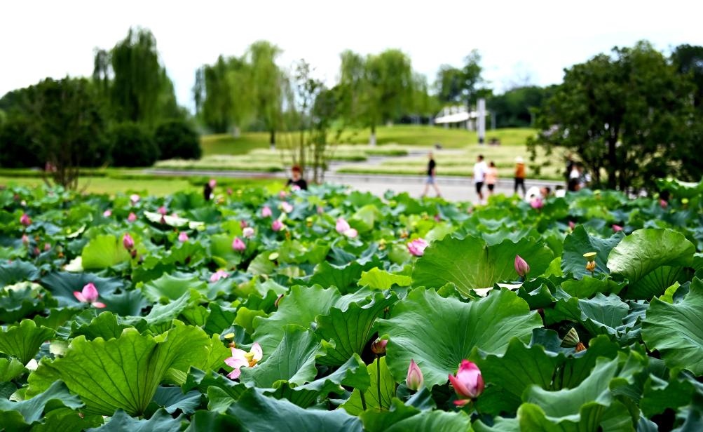 日前，陜西省漢中市漢江兩岸的天漢濕地公園內(nèi)，市民在休閑賞景。新華社記者 劉瀟 攝