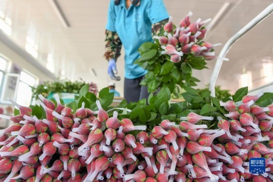 8月17日，農(nóng)民在吉林省德惠市朱城子鎮(zhèn)沿河村程雪家庭農(nóng)場打包玫瑰花。新華社記者 張楠 攝