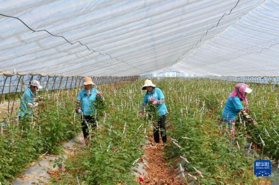 8月17日，農(nóng)民在吉林省德惠市朱城子鎮(zhèn)沿河村程雪家庭農(nóng)場采摘玫瑰花。新華社記者 張楠 攝