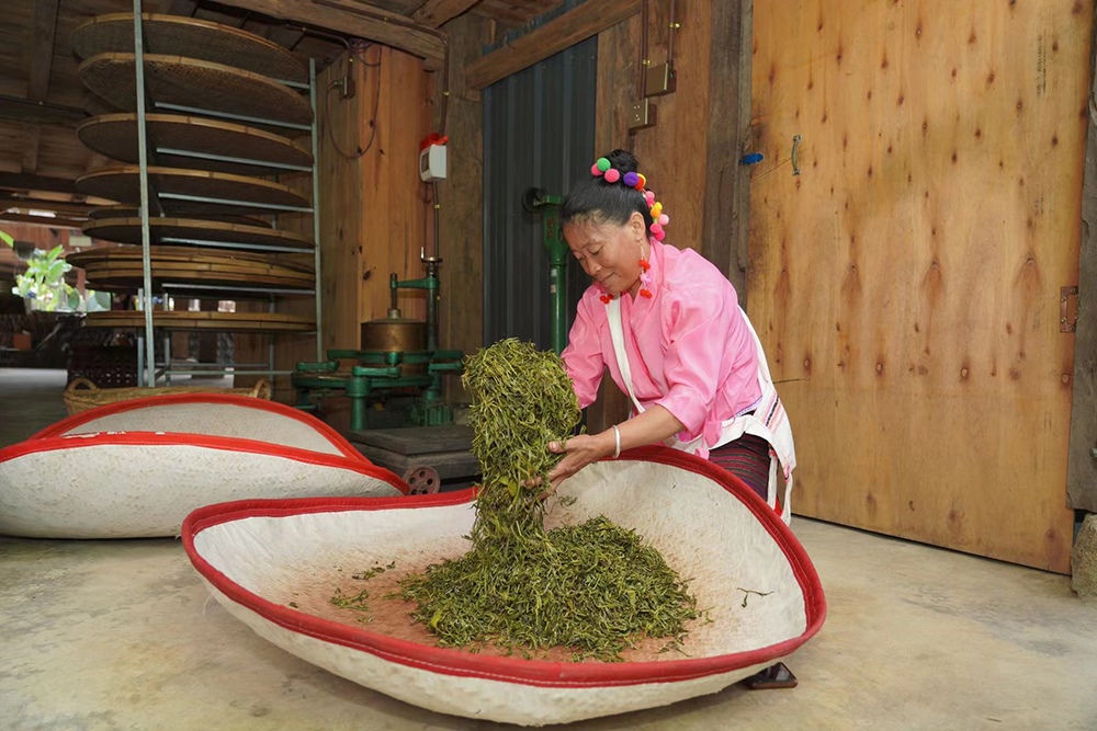 當(dāng)?shù)卮迕裾谌嗄聿枞~。普洱景邁山古茶林保護(hù)管理局供圖