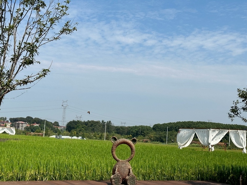 林語(yǔ)未來(lái)村打造農(nóng)家畈田園綜合體。人民網(wǎng) 王紹紹攝