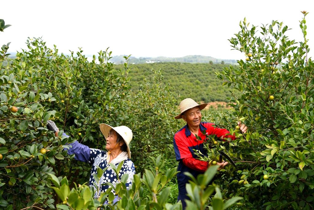 2020年8月25日，村民在河南省光山縣槐店鄉(xiāng)司馬光油茶園內(nèi)勞作。新華社記者郝源攝
