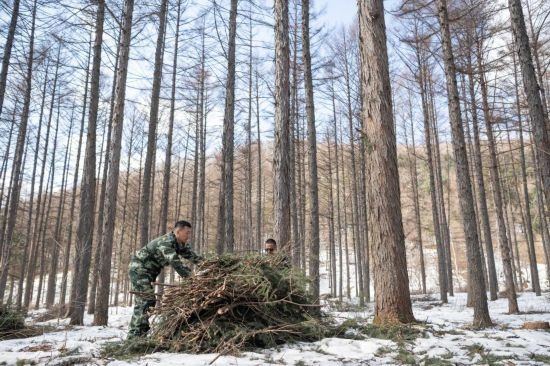 3月14日，在伊春森工集團(tuán)美溪林業(yè)局公司一處森林可持續(xù)經(jīng)營試點樣地，工作人員在整理林下剩余物。新華社記者 謝劍飛 攝