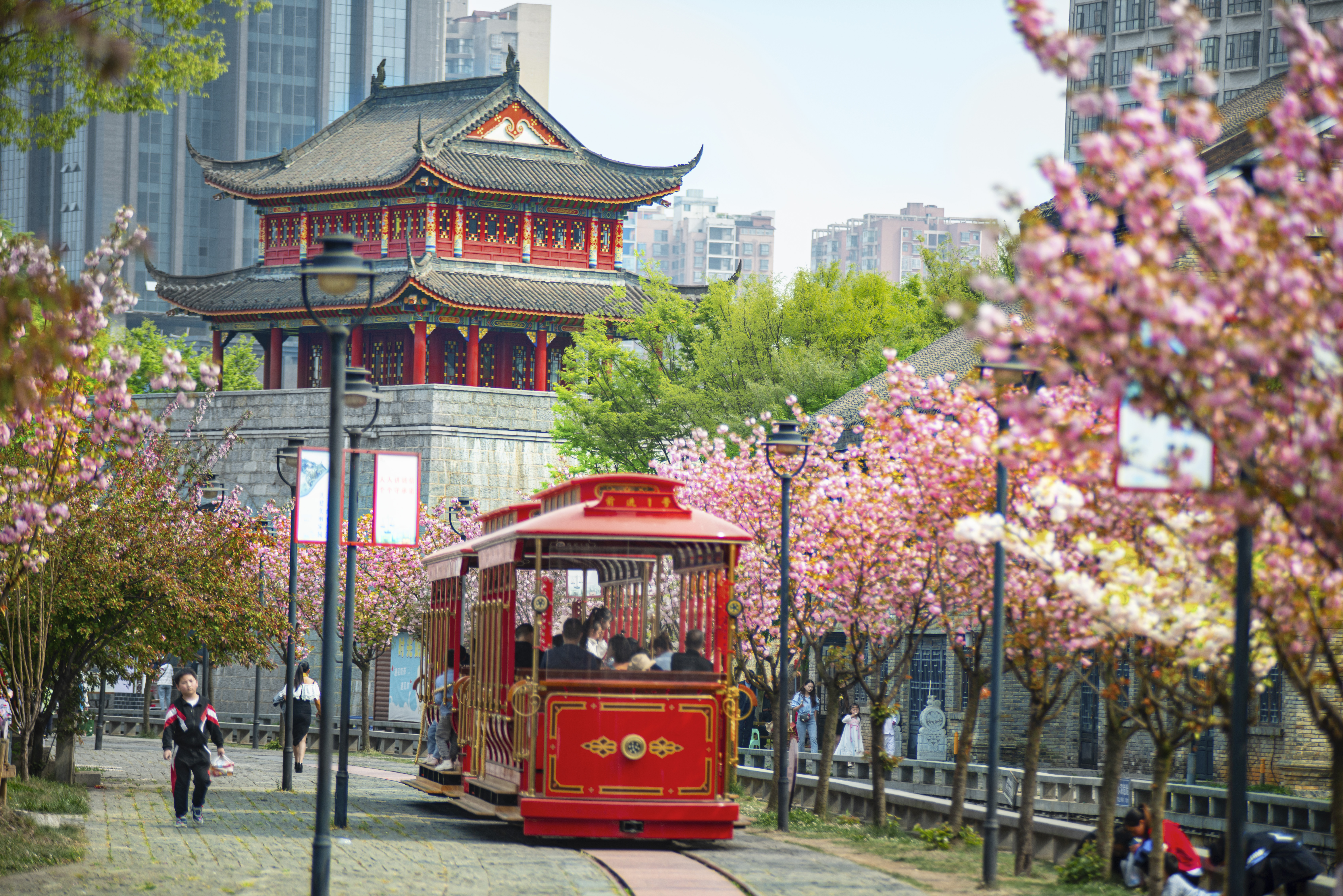 水城古鎮(zhèn)櫻花綻放，游客乘坐觀光小火車游覽美景。何育勇 攝