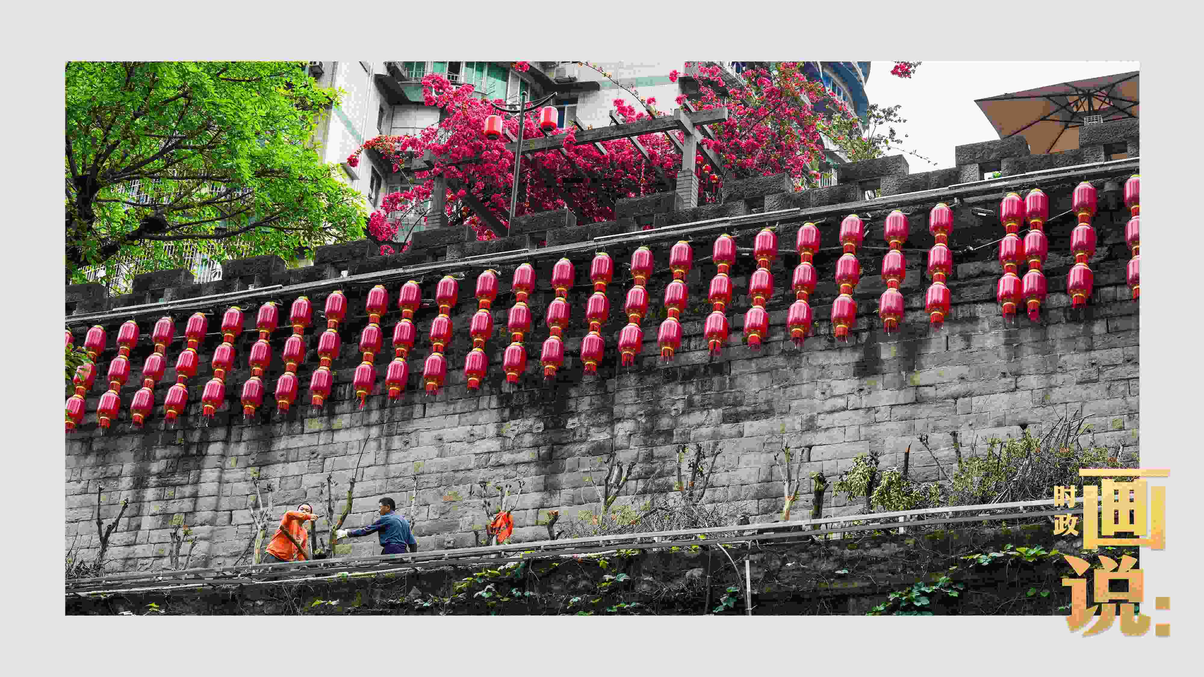 △盛放的三角梅下，園林工人修剪著古老通遠(yuǎn)門(mén)城墻上的一抹新綠。