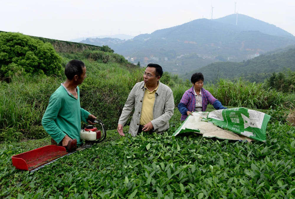 2024年5月9日，在福建省安溪縣西坪鎮(zhèn)珠洋村，科技特派員（中）在指導(dǎo)茶農(nóng)使用機(jī)器科學(xué)化采收茶葉。新華社記者 魏培全 攝