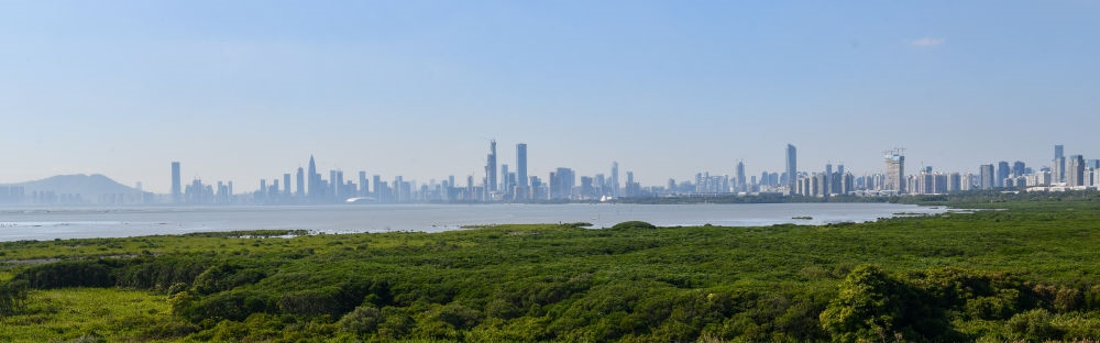  深圳福田紅樹林濕地（2024年1月19日攝）。在深圳，茂密的紅樹林東起新洲河口、西至深圳灣公園，懷抱城市中心區(qū)域，沿海岸線形成了長約6公里的“綠色長城”，為每年數(shù)以十萬計的候鳥留下彌足珍貴的國際遷徙通道。