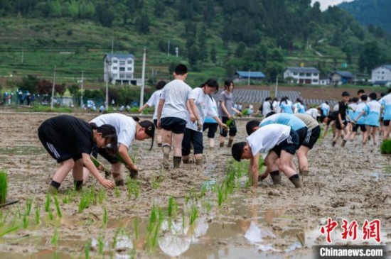 圖為5月21日，綏陽縣旺草中學(xué)學(xué)生在旺草萬畝大壩體驗(yàn)插秧。唐哲 攝