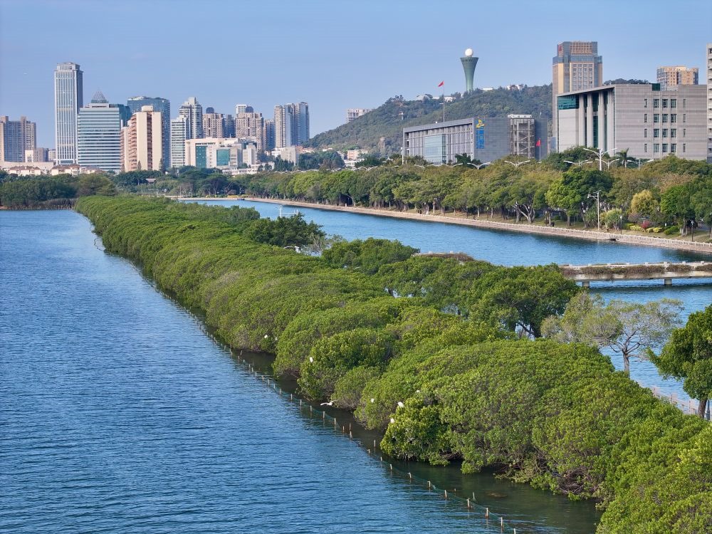 福建廈門筼筜湖紅樹林種植帶（2024年1月24日攝，無人機照片）。