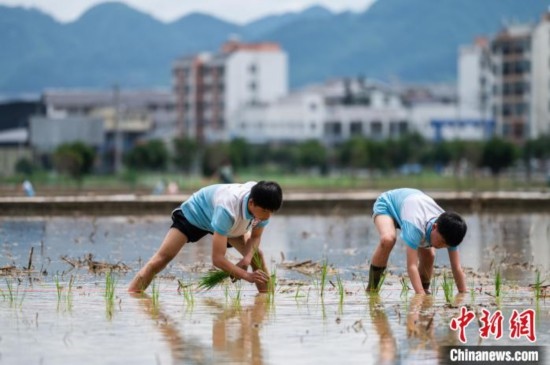 圖為5月21日，兩名學(xué)生在綏陽縣旺草萬畝大壩體驗(yàn)插秧。唐哲 攝
