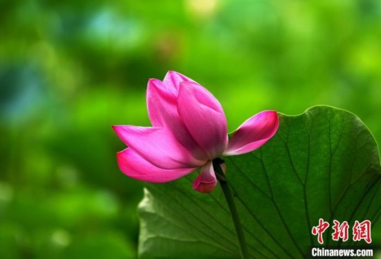 6月19日，時(shí)值一年畢業(yè)季，四川大學(xué)望江校區(qū)荷花池里的荷花盛開，成為了畢業(yè)生們的打卡圣地，吸引了眾多畢業(yè)生拍照留念。圖為盛開的荷花。中新社記者 安源 攝