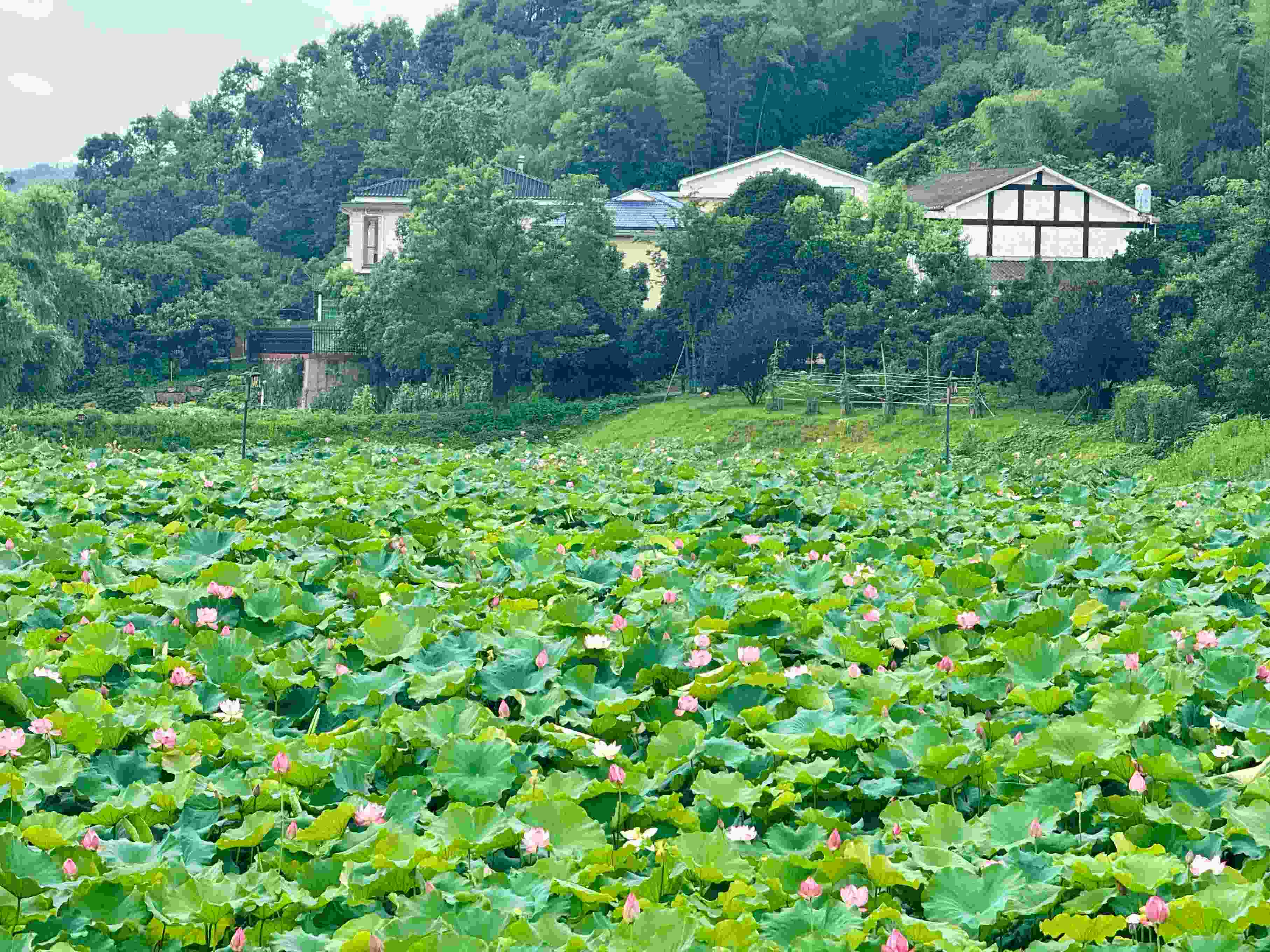 在湖南省益陽市清溪村，滿池荷花競相綻放。人民網(wǎng)記者 劉微攝