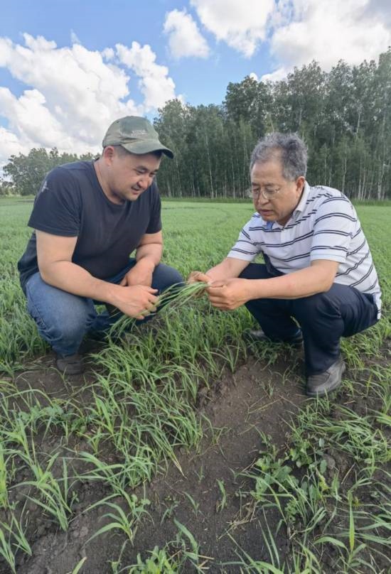 6月21日，西北農(nóng)林科技大學(xué)張正茂教授（右）在哈薩克斯坦北哈州農(nóng)業(yè)科技示范園與當(dāng)?shù)貙＜艺{(diào)查小麥苗情。新華社發(fā)（受訪者供圖）