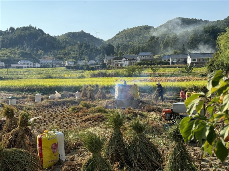 “豐收”是秋天的關(guān)鍵詞，田間煙火氣，最撫凡人心。打谷機(jī)、蛇皮袋、抱稻禾、捆秸稈……這是鄉(xiāng)土中國(guó)廣大農(nóng)村收割稻谷的經(jīng)典場(chǎng)景，也是不少干過(guò)農(nóng)活的人的獨(dú)家記憶。告別了打谷機(jī)，擁抱機(jī)械化，改變的是生產(chǎn)工具，不變的是三農(nóng)情懷。農(nóng)為邦本，本固邦寧，每一個(gè)親吻土地、珍惜糧食的日子都值得被尊敬，被緬懷，被憧憬?？疾靾F(tuán)中的謝里克·科爾茹姆巴耶夫是《哈薩克斯坦實(shí)業(yè)報(bào)》的總編輯，也是一位“生活觀察家”，田間里揮汗收割的村民引起了他的興趣，他感嘆道：人們勞作的過(guò)程總是令人賞心悅目。這就是中外共鳴的“鄉(xiāng)愁”吧。 （烏茲別克斯坦《人民言論報(bào)》副總編輯魯斯蘭·肯扎耶夫攝）