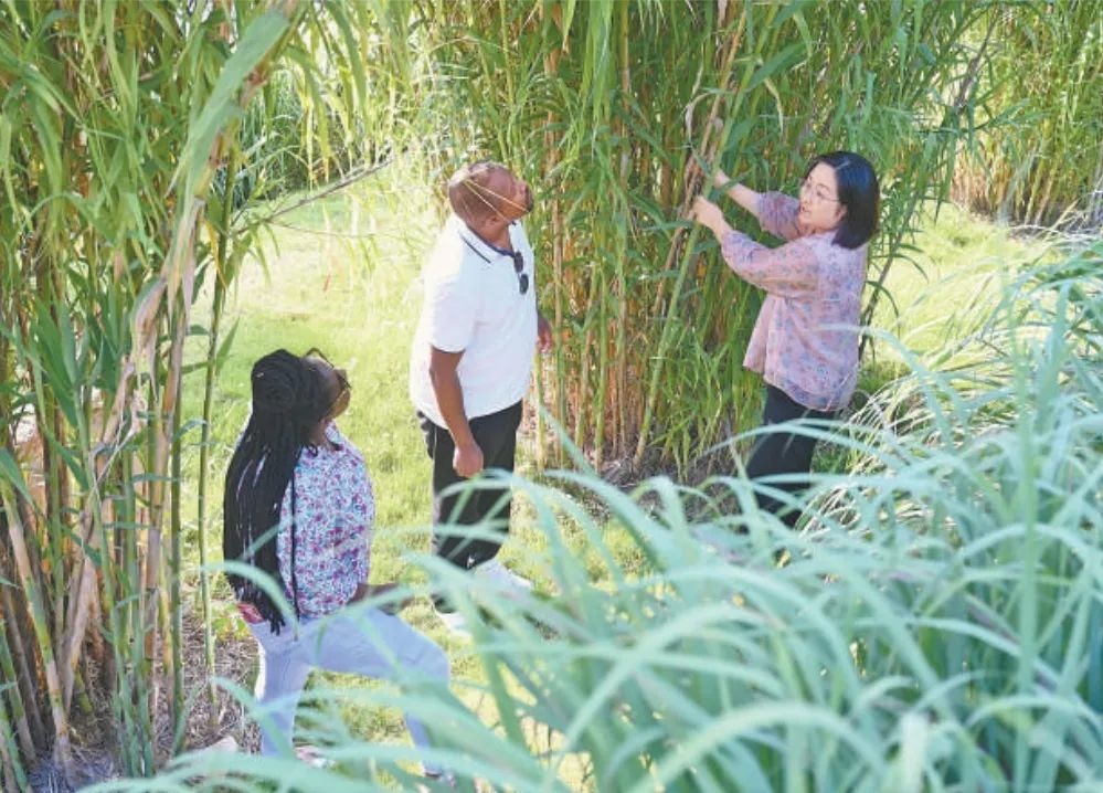 福建農(nóng)林大學(xué)國際菌草工程技術(shù)研究中心工作人員（右）在向盧旺達(dá)留學(xué)生介紹菌草品種“綠洲1號”蘆竹的生長情況。新華社記者 林善傳 攝