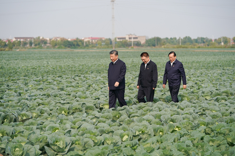2024年11月5日，習(xí)近平總書記在湖北嘉魚潘家灣鎮(zhèn)十里蔬菜長廊考察。