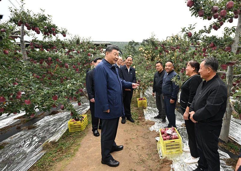△2024年9月11日，習近平總書記在甘肅天水市麥積區(qū)南山花牛蘋果基地考察時，走進果林了解相關種植、技術和管理情況。