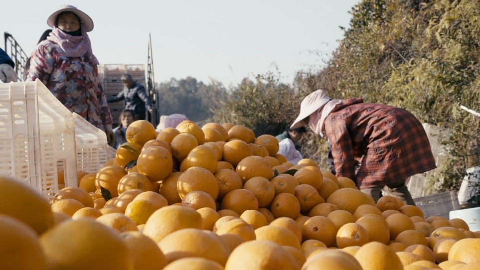 贛南臍橙喜獲豐收。人民網(wǎng)記者 張力洋攝