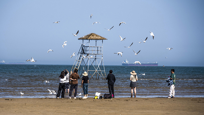 2024年5月12日，河北秦皇島，北戴河鴿子窩公園成群海鷗在天空中自由翱翔，與大海、藍天構(gòu)成了一幅美麗的畫卷。