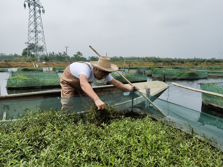 陳樹(shù)在湖北省仙桃市剅河鎮(zhèn)余腦村黃鱔繁育基地觀察黃鱔長(zhǎng)勢(shì)。新華社記者宋立崑 攝