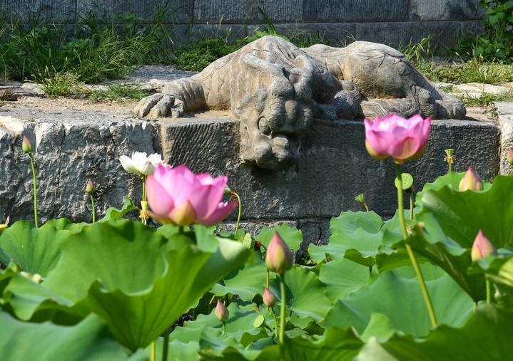 萬(wàn)寧橋位于北京地安門(mén)外大街中部、什剎海東岸，是北京中軸線上最古老的橋梁，至今已有700多年歷史。近年來(lái)，北京市持續(xù)為萬(wàn)寧橋“瘦身減負(fù)”，橋體風(fēng)貌得以完整展現(xiàn)，方便游客走近欣賞，深入了解古橋承載的價(jià)值和內(nèi)涵。這是2023年7月18日拍攝的北京萬(wàn)寧橋橋東的鎮(zhèn)水獸。